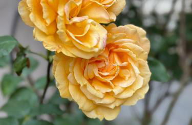 Rheinblick-Oase Oppenheim - Foto 42