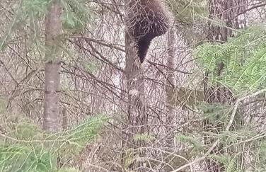 Rustic Willow Retreat - Outdoor Adventures cabin - Foto 33