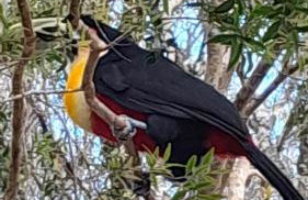 Cabanas dos Pinheiros - Foto 17