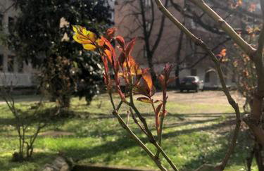 Milano MISSORI Rose garden view - Foto 13