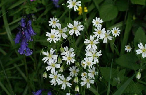 3 Bed in Fishguard oc-wav276 - Foto 18