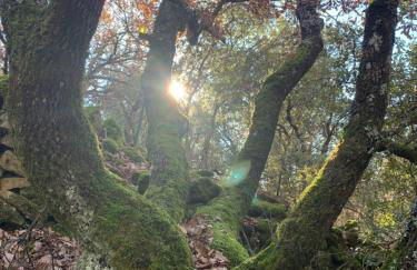 "Le Repos Des Chênes" Gorges du Verdon - Foto 16