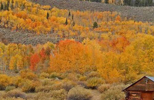 Cabin Rental for Large Groups Ideal for Colorado Glamping - Foto 68