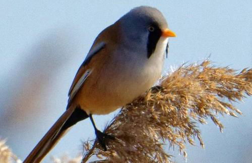 Un coin de campagne à 4km de la mer pour 4 à 6 personnes - Foto 23