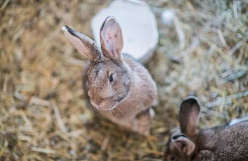 Pichlerhof - Foto 31