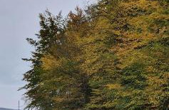 Domki Pod Lasem - Photo 37