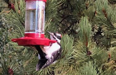 How would it feel to live close to the wildlife in a peaceful cozy cabin - Foto 19