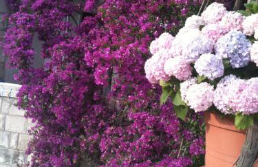 Apartments Villa Hansal - Photo 11