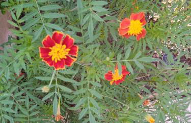 La casa di Bella a tradional stone house with barbecue - Photo 66