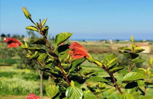 Azienda Agrituristica Baglio Carta - Foto 77