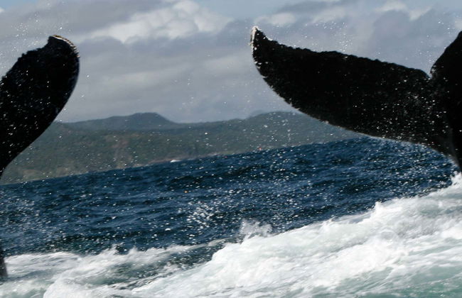 Tour privato di avvistamento di balene - Foto 2