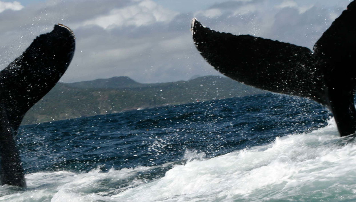 Tour privado de avistamiento de ballenas