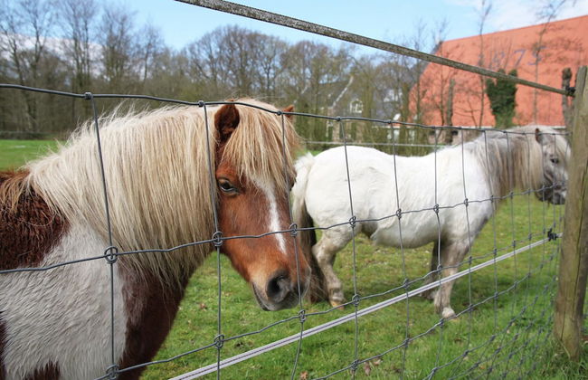 Holiday Home in Langweer With Infrared Sauna - Foto 26