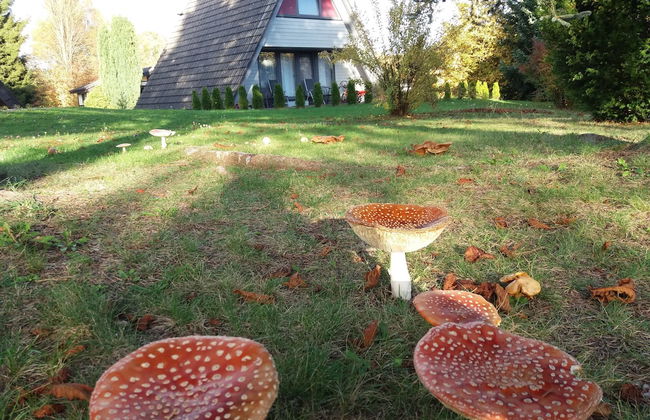 Feriendorf Waldbrunn - Foto 24