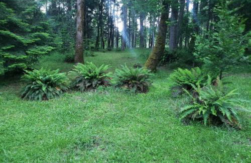 Blissful Solitude Cottage - Foto 13