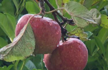 Ferienhaus Königskirsche - Foto 39