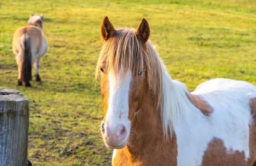 La Clairière de Peylenc - Refuge en Velay - Foto 17