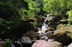 Ape Esquerdo - Foto 16