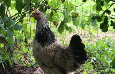 Agritur Maso Piasina - Photo 22