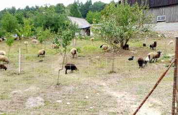 Agroturystyka Stara Huta - Foto 40