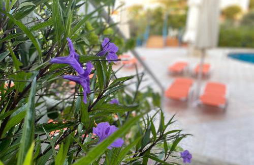 Pantheon Apartments & Studios - Photo 90