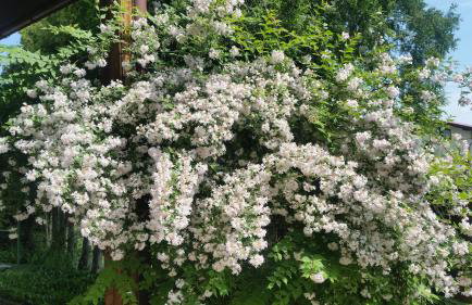 Świnna - Brzozowy Zagajnik - Foto 37