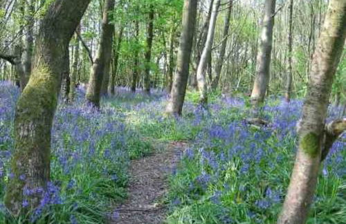 Cosy Cabin, hidden from the main house - Sleeps 2 - EV - Foto 50