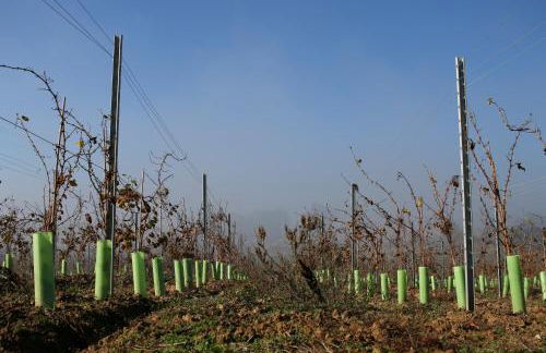 Entre Vinhas & Mar - Foto 89