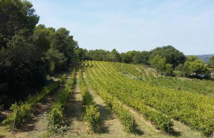 Gites Les Chrisalies - Foto 11