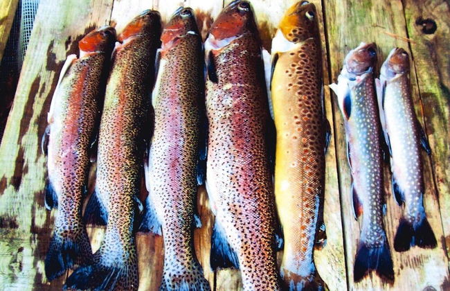 Apartment in Alsace With Nature Retreat - Foto 10