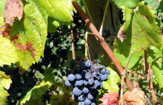 Quinta Das Escomoeiras - Foto 42