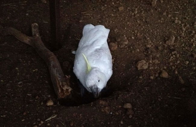 Redtail Ridge Cottages - Adults Only - Foto 10