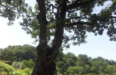 Sasseta Alta - Foto 50