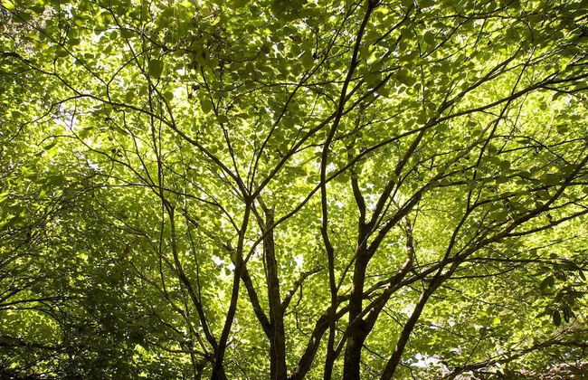 Leura Camellias - Photo 6