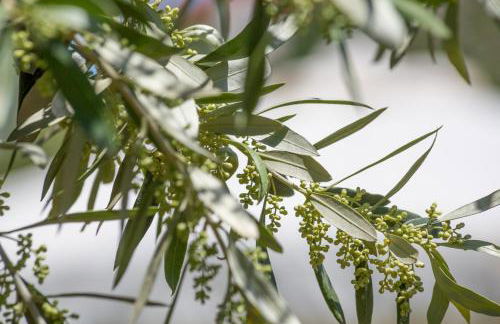 Giardino House Corfu - Foto 31