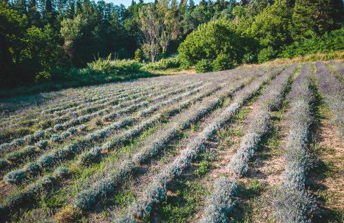 Fattoria Laviosa - Foto 46