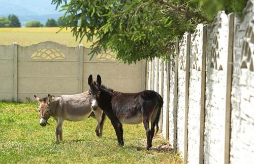 Agroturystyka Marianówek - Foto 19