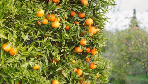 JB - Monte João Moleiro With Shared Pull - Foto 2, Garden