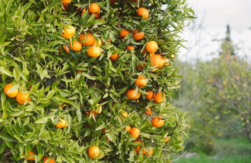 JB - Monte João Moleiro With Shared Pull - Photo 2