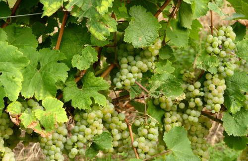 romantisches Winzerhäuschen Schwarzwald und Weinberge - Foto 14