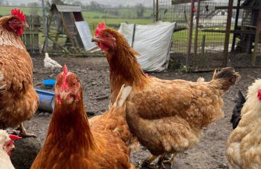 Olivia-Leigh Cottage - Foto 13