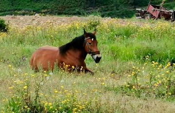 Casas na montanha vistas fantásticas com piscina - Foto 11