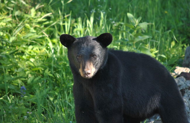 Pine Brae Eco-Resort - Photo 34