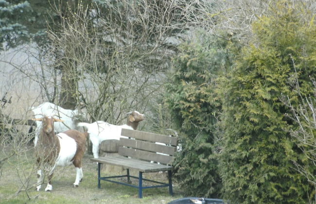 Morbach Hillside Mansion - Photo 19