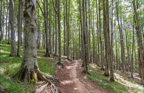 Farmhouse with pool,Ortignano - Foto 39