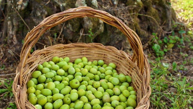 Recently collected olives