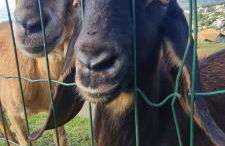 Escarpas do lago Mirante AP - Foto 28