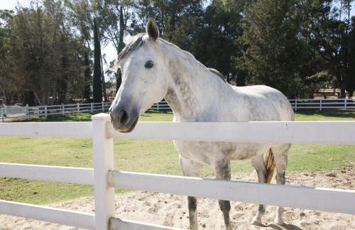 Wine Country Ranch Escape - Foto 1