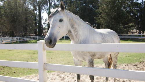 Wine Country Ranch Escape - Foto 1