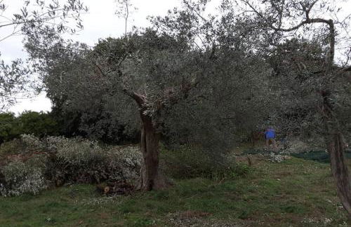 wine apartment le sedici - Foto 71